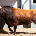 Sorteo, Madrid 13 de mayo de 2018