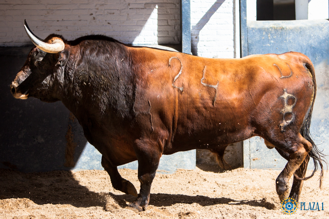 Sorteo, Madrid 13 de mayo de 2018