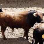 Sorteo, Sevilla 6 de mayo de 2018