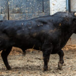 Madrid, San Isidro, 8 de mayo de 2017. Novillada de Guadaira