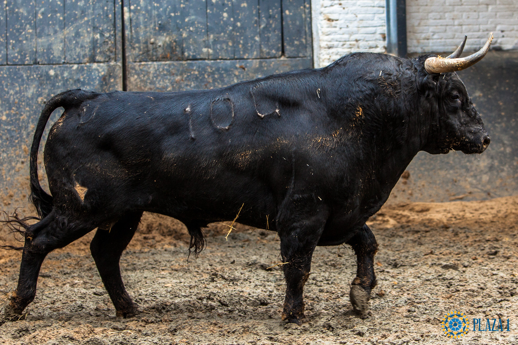 Madrid, San Isidro, 8 de mayo de 2017. Novillada de Guadaira