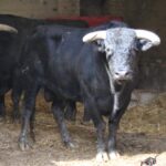 Vic-Fezensac, matinal 19 de mayo 2018