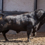 Madrid, San Isidro, 14 de mayo de 2018. Sorteo de los toros de Las Ramblas