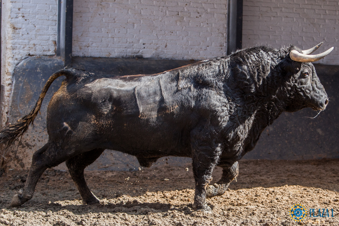 Madrid, San Isidro, 14 de mayo de 2018. Sorteo de los toros de Las Ramblas