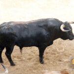 Sevilla, 31 de mayo de 2018. Novillos de El Parralejo