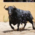 Granada, Feria del Corpus, 31 de mayo de 2018. Toros de Salvador Gavira