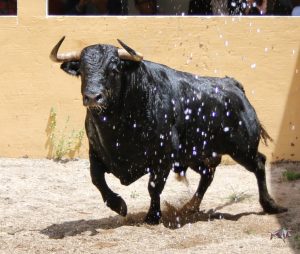 Granada, Feria del Corpus, 31 de mayo de 2018. Toros de Salvador Gavira