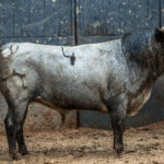 Madrid, San Isidro, jueves 17 de mayo de 2018. Sorteo de los toros de Juan Pedro Domecq