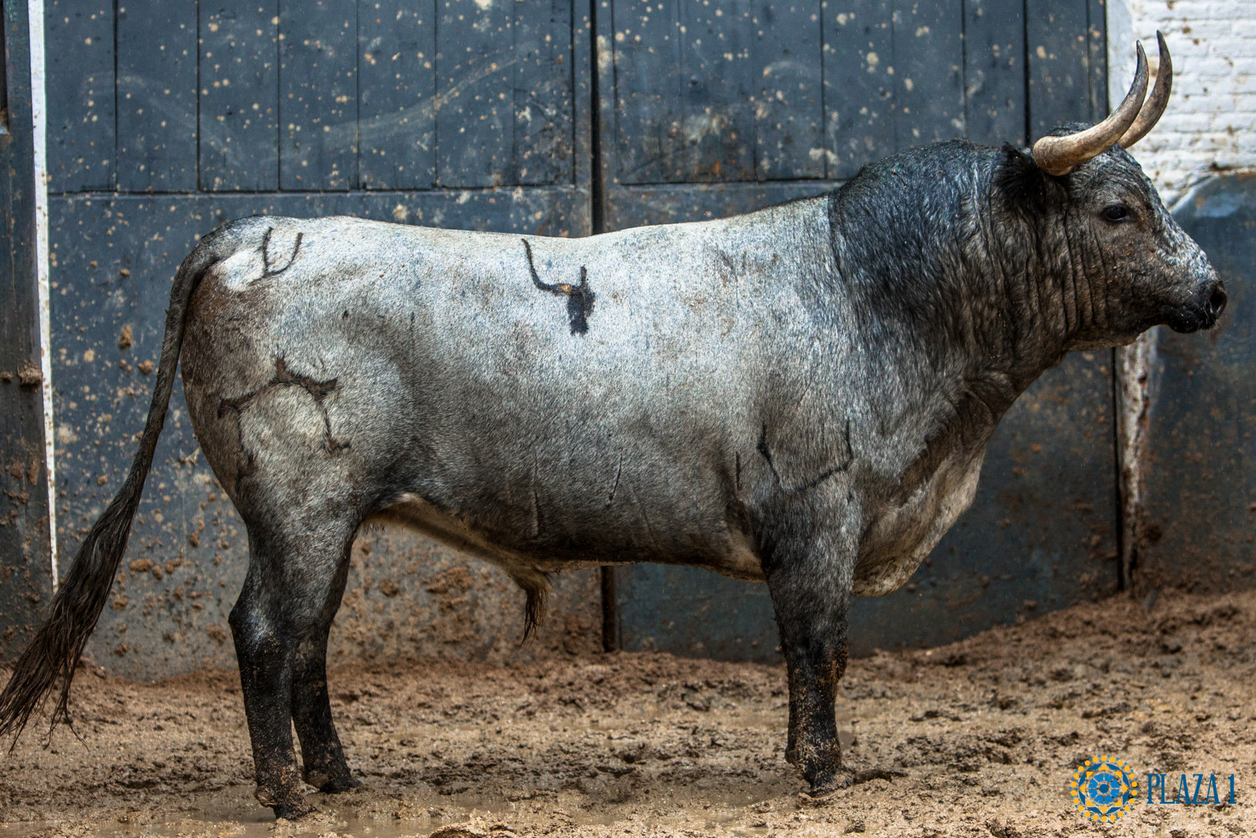 Madrid, San Isidro, jueves 17 de mayo de 2018. Sorteo de los toros de Juan Pedro Domecq