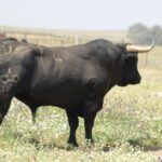 Santisteban del Puerto - Corrida de toros - Domingo 20 de mayo de 2018