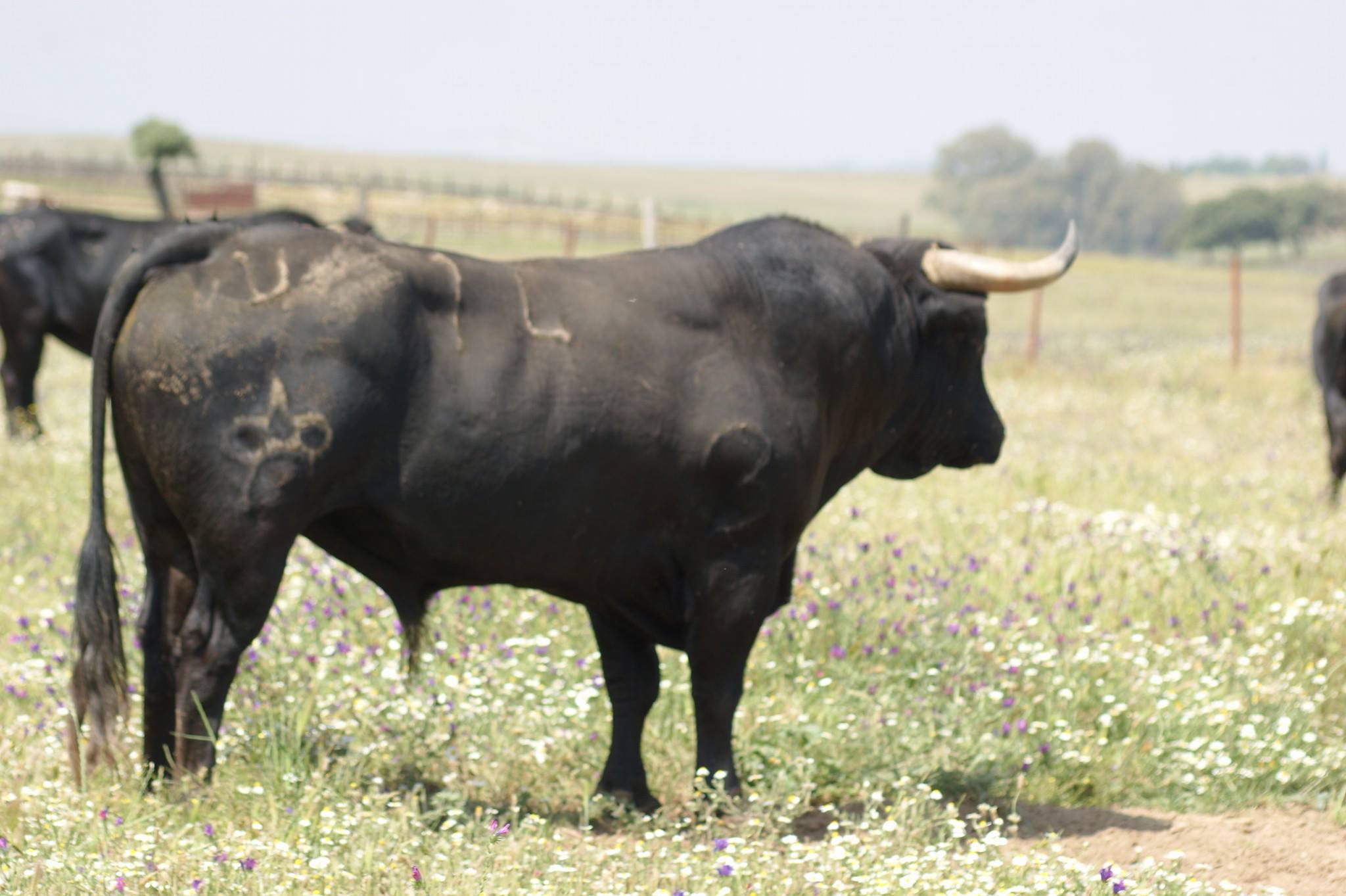 Santisteban del Puerto - Corrida de toros - Domingo 20 de mayo de 2018