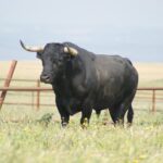 Santisteban del Puerto - Corrida de toros - Domingo 20 de mayo de 2018