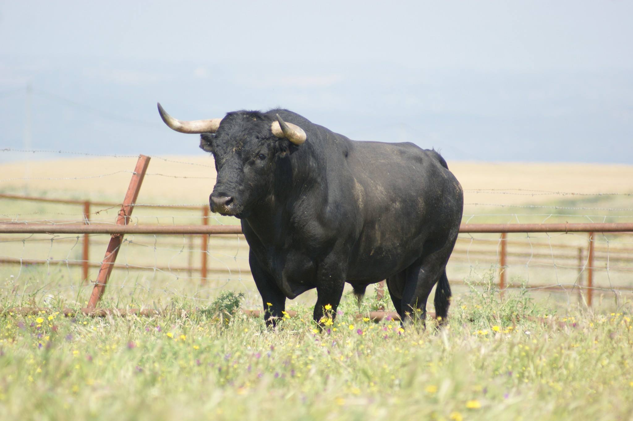 Santisteban del Puerto - Corrida de toros - Domingo 20 de mayo de 2018