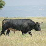 Santisteban del Puerto - Corrida de toros - Domingo 20 de mayo de 2018