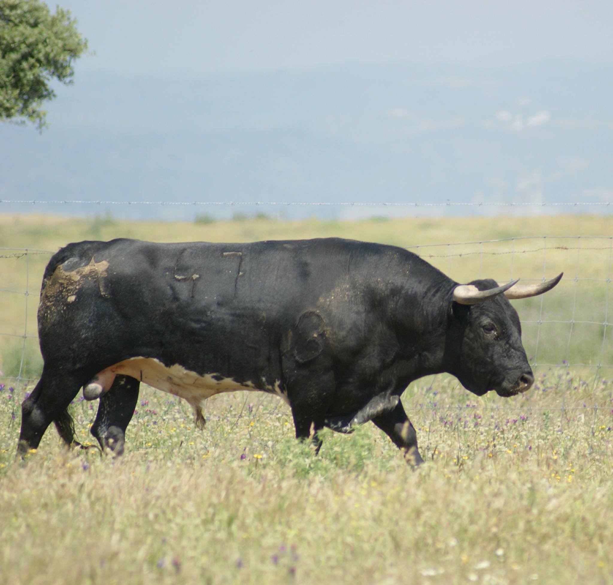 Santisteban del Puerto - Corrida de toros - Domingo 20 de mayo de 2018