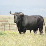 Santisteban del Puerto - Corrida de toros - Domingo 20 de mayo de 2018