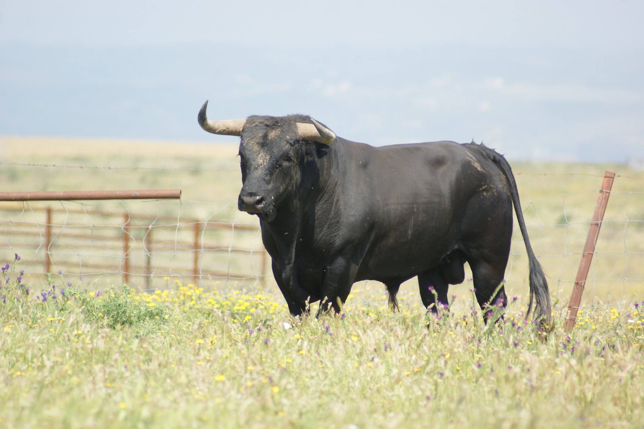 Santisteban del Puerto - Corrida de toros - Domingo 20 de mayo de 2018