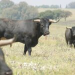 Santisteban del Puerto - Corrida de toros - Domingo 20 de mayo de 2018