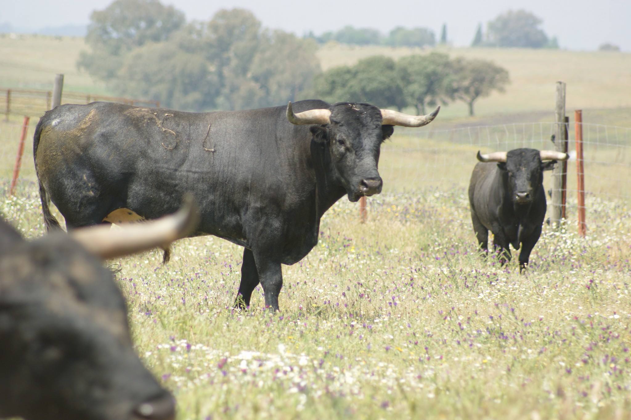 Santisteban del Puerto - Corrida de toros - Domingo 20 de mayo de 2018