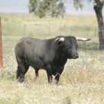 Santisteban del Puerto - Corrida de toros - Domingo 20 de mayo de 2018