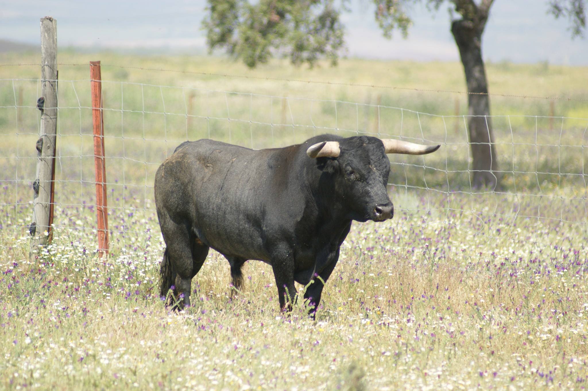 Santisteban del Puerto - Corrida de toros - Domingo 20 de mayo de 2018