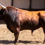 Sorteo, Madrid 13 de mayo de 2018