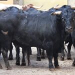 Madrid, San Isidro, 10 de mayo de 2018. Corrida de Fuente Ymbro