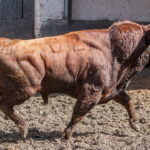 Madrid, San Isidro, 15 de mayo de 2018. Toros de Puerto de San Lorenzo