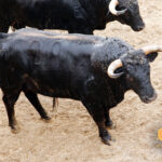 Sevilla, 31 de mayo de 2018. Novillos de El Parralejo