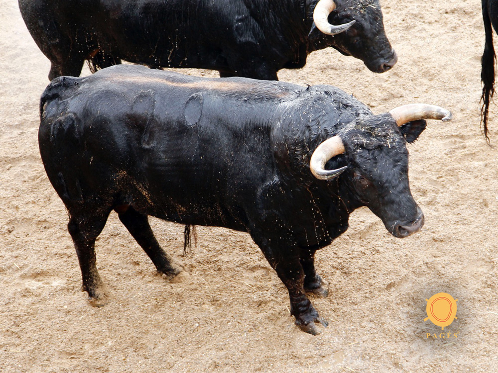 Sevilla, 31 de mayo de 2018. Novillos de El Parralejo