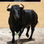 Granada, Feria del Corpus, 31 de mayo de 2018. Toros de Salvador Gavira