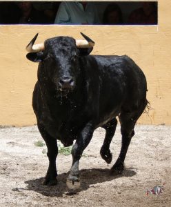 Granada, Feria del Corpus, 31 de mayo de 2018. Toros de Salvador Gavira