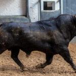 Madrid, San Isidro, 24 de mayo de 2018. Sorteo