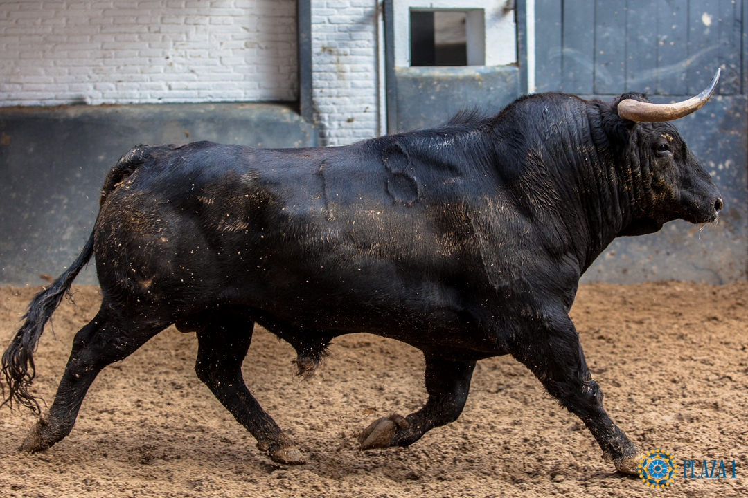 Madrid, San Isidro, 24 de mayo de 2018. Sorteo