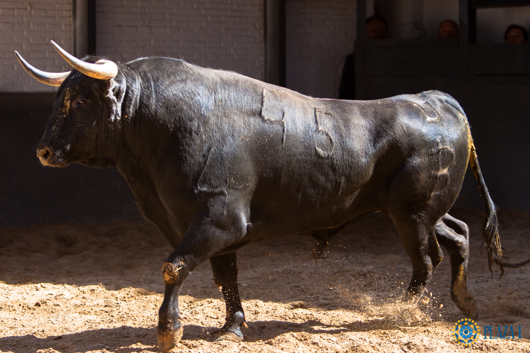 Sorteo, Madrid 13 de mayo de 2018