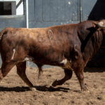 Novillos de López Gibaja para la novillada del 1 de mayo de 2018 en Las Ventas
