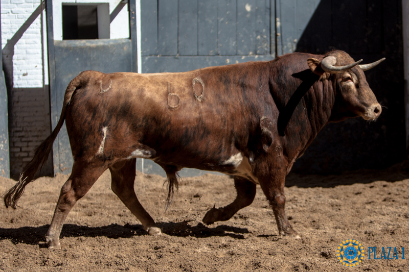 Novillos de López Gibaja para la novillada del 1 de mayo de 2018 en Las Ventas