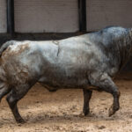 Madrid, San Isidro, 8 de mayo de 2017. Novillada de Guadaira