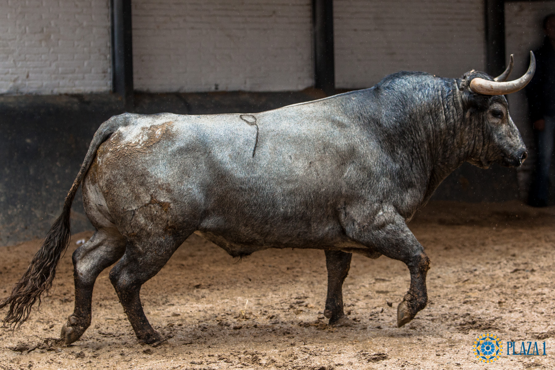 Madrid, San Isidro, 8 de mayo de 2017. Novillada de Guadaira