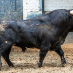 Vic-Fezensac, matinal 19 de mayo 2018