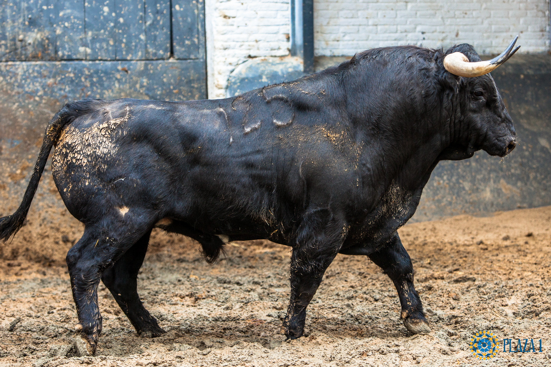Madrid, San Isidro, 9 de mayo de 2018. Corrida de La Quinta