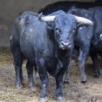 Madrid, San Isidro, 10 de mayo de 2018. Corrida de Fuente Ymbro