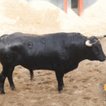 Sevilla, 31 de mayo de 2018. Novillos de El Parralejo