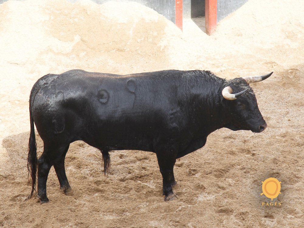 Sevilla, 31 de mayo de 2018. Novillos de El Parralejo