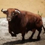 Granada, Feria del Corpus, 31 de mayo de 2018. Toros de Salvador Gavira