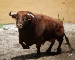 Granada, Feria del Corpus, 31 de mayo de 2018. Toros de Salvador Gavira