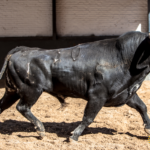 Novillos de López Gibaja para la novillada del 1 de mayo de 2018 en Las Ventas