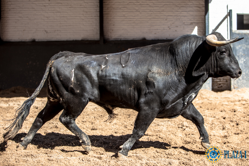 Novillos de López Gibaja para la novillada del 1 de mayo de 2018 en Las Ventas