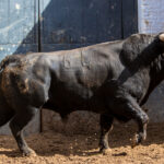 Madrid, San Isidro, 24 de mayo de 2018. Sorteo