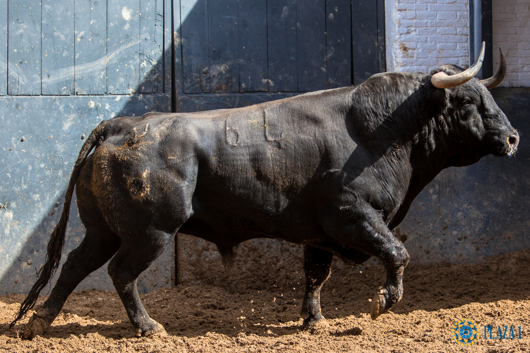 Madrid, San Isidro, 24 de mayo de 2018. Sorteo